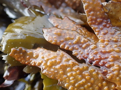 Fucus serratus