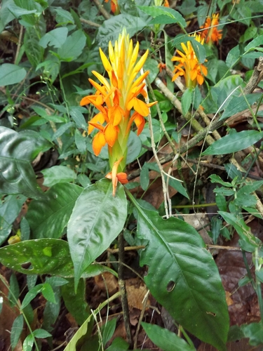 Image of Aphelandra aurantiaca by (c) Alan Rockefeller, some rights reserved (CC BY)