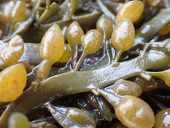 Ascophyllum nodosum