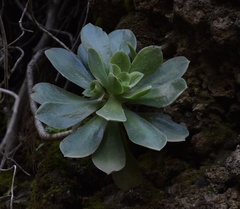 Aeonium gorgoneum