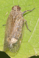 Zeoliarus oppositus