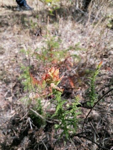 Castilleja auriculata (Castilleja auriculata)