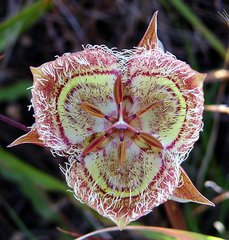 Calochortus tiburonensis