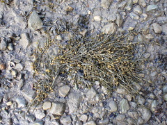 Ascophyllum nodosum