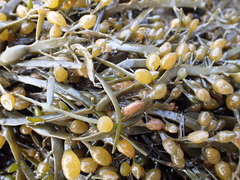 Ascophyllum nodosum