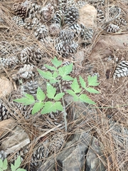 Athamanta cervariifolia