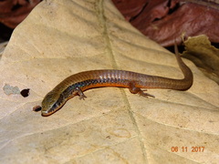 Colobosaura modesta