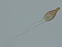 Scytinostroma artocreas