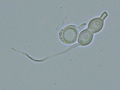 Scytinostroma artocreas