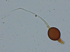 Scytinostroma artocreas