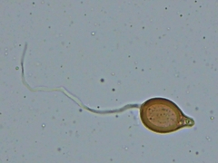 Scytinostroma artocreas