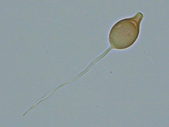 Scytinostroma artocreas