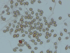 Scytinostroma artocreas