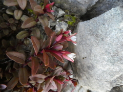Epilobium porphyrium