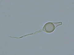 Scytinostroma artocreas