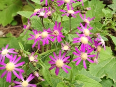 Pericallis echinata