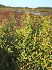Myrica