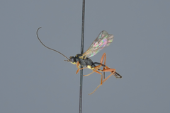 Lissonota subaciculata