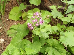 Pericallis echinata
