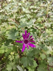 Pericallis lanata