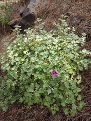 Pericallis lanata