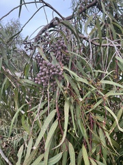 Corymbia citriodora