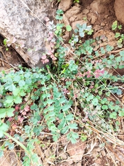 Sanguisorba megacarpa