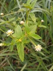 Gomphrena elegans