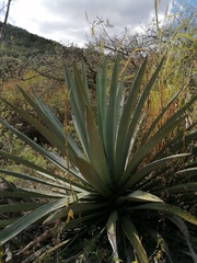 Agave vivipara