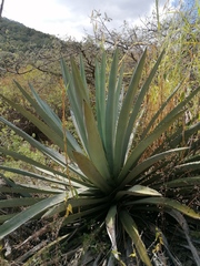 Agave vivipara