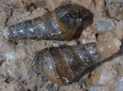 Rumina decollata