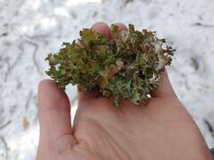 Platismatia tuckermanii