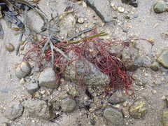 Rhodophyta