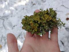 Platismatia tuckermanii