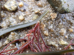 Rhodophyta