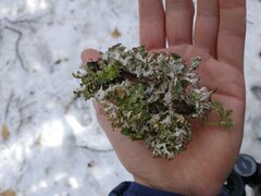 Platismatia tuckermanii