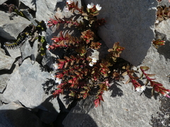 Epilobium porphyrium