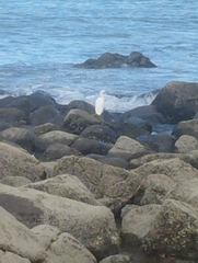 Egretta