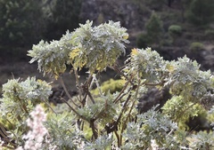 Artemisia gorgonum