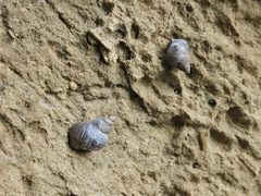 Austrolittorina cincta