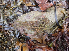 Ericaria selaginoides