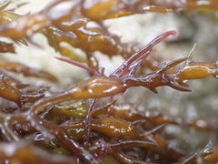 Ericaria selaginoides