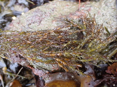 Ericaria selaginoides