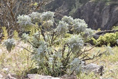 Artemisia gorgonum