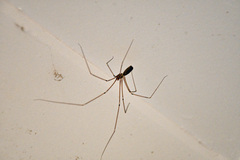 Pholcus phalangioides
