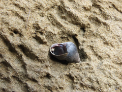 Austrolittorina cincta