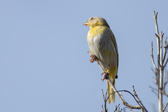 Sicalis flaveola