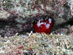 Actinia mediterranea