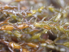 Ericaria selaginoides