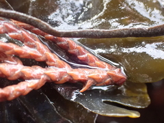 Magnoliopsida